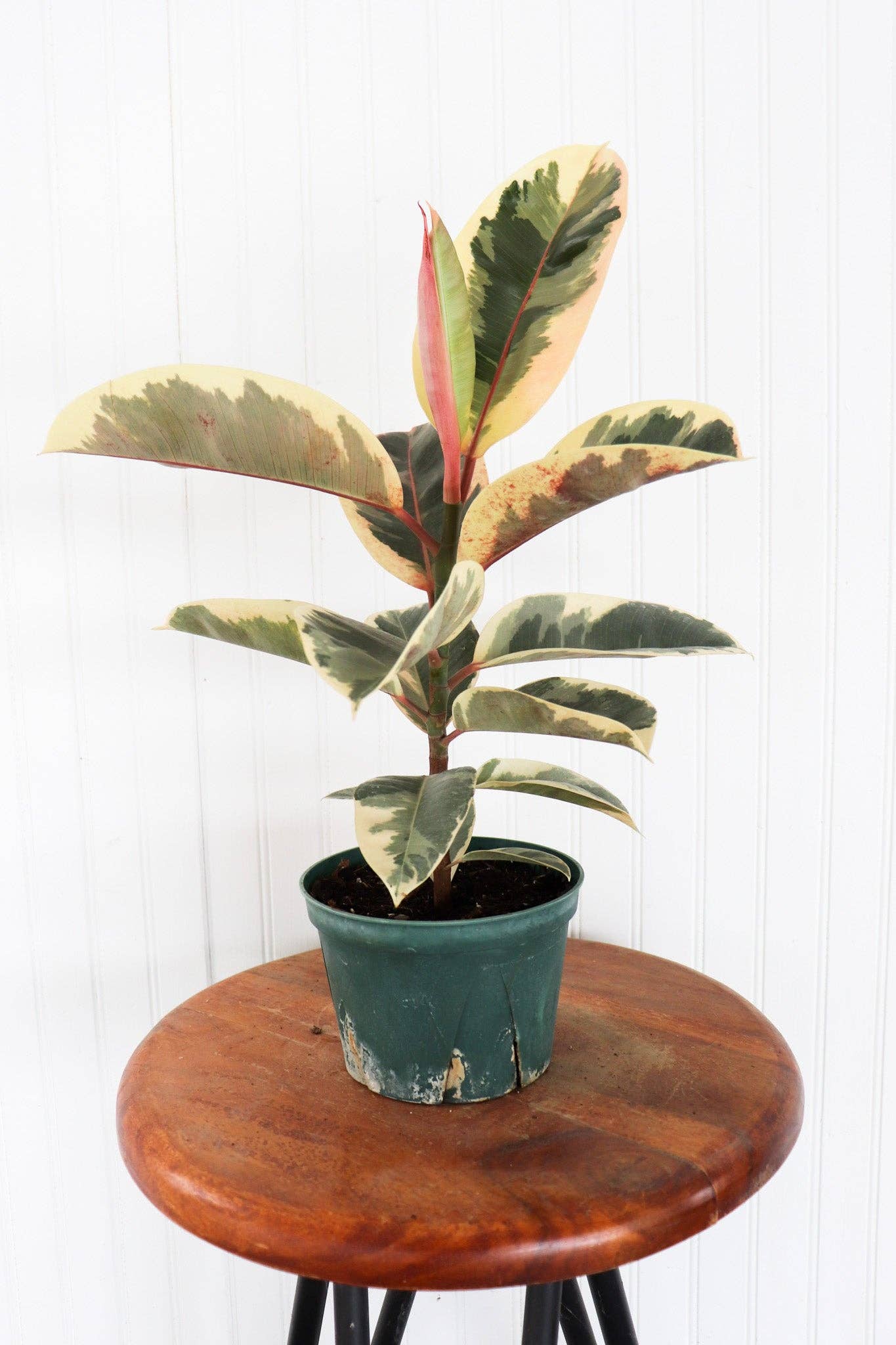 6" Ficus Elastica Rubber Tree assortment