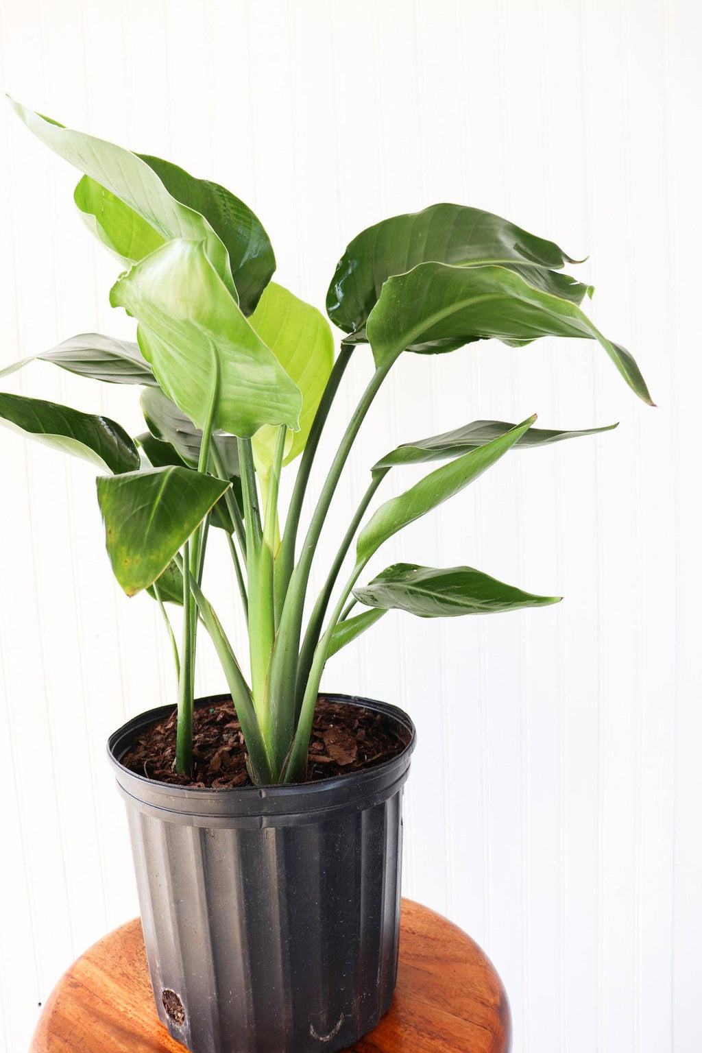 10" White Bird of Paradise
