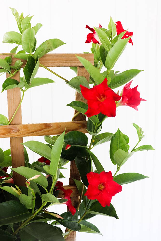 10" Mandevilla