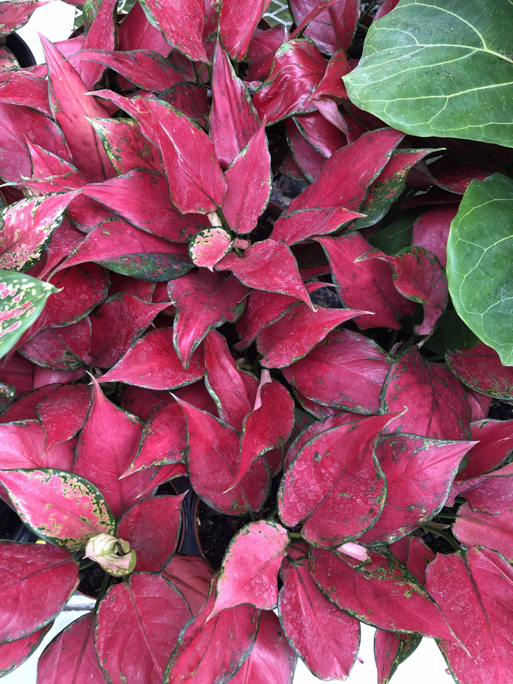4" Aglaonema Rubi Red