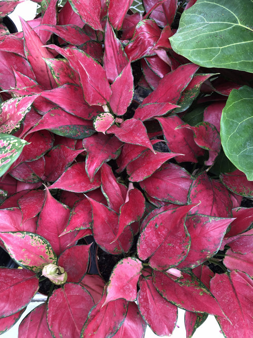 4" Aglaonema Rubi Red