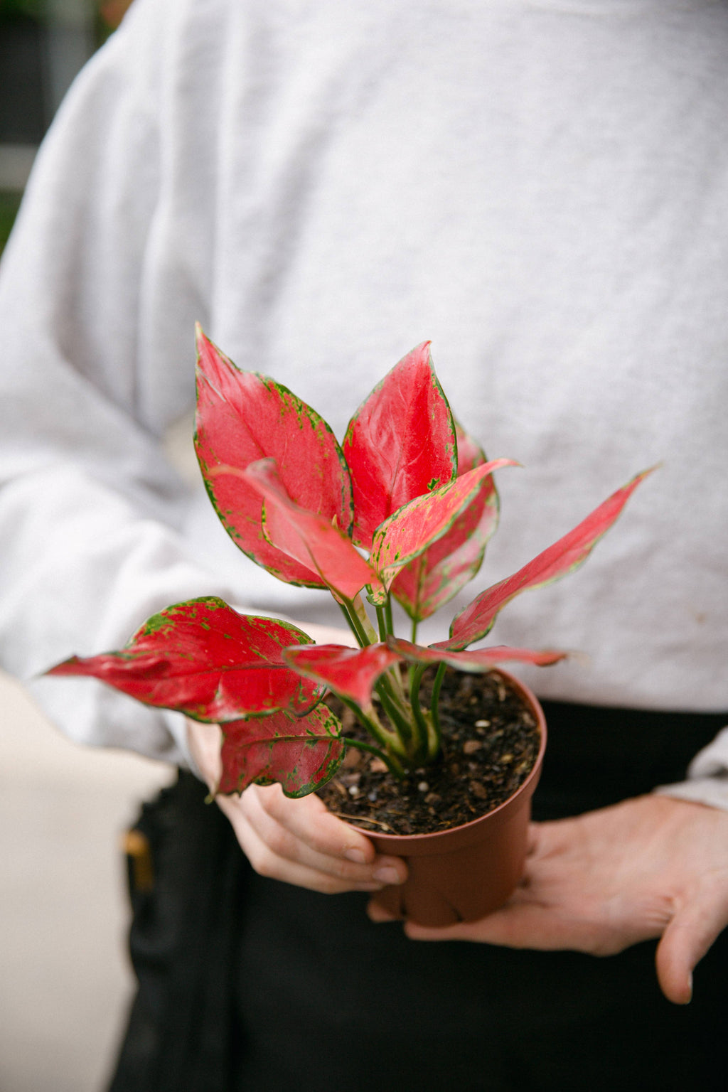 4" Aglaonema Rubi Red