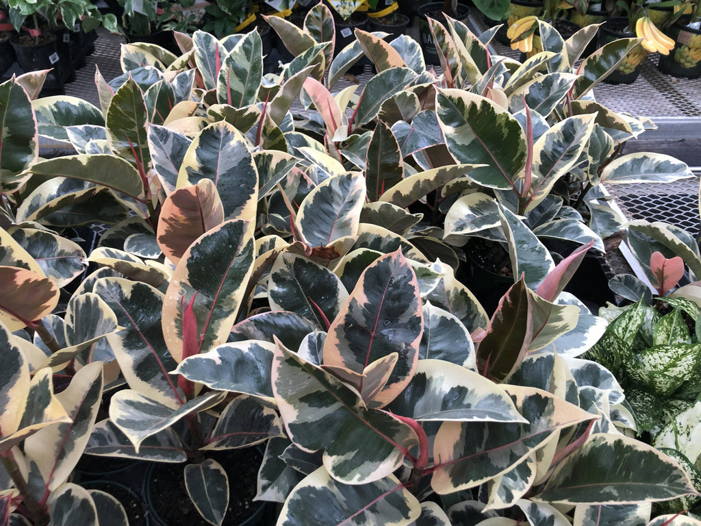 6" Ficus Elastica Rubber Tree assortment