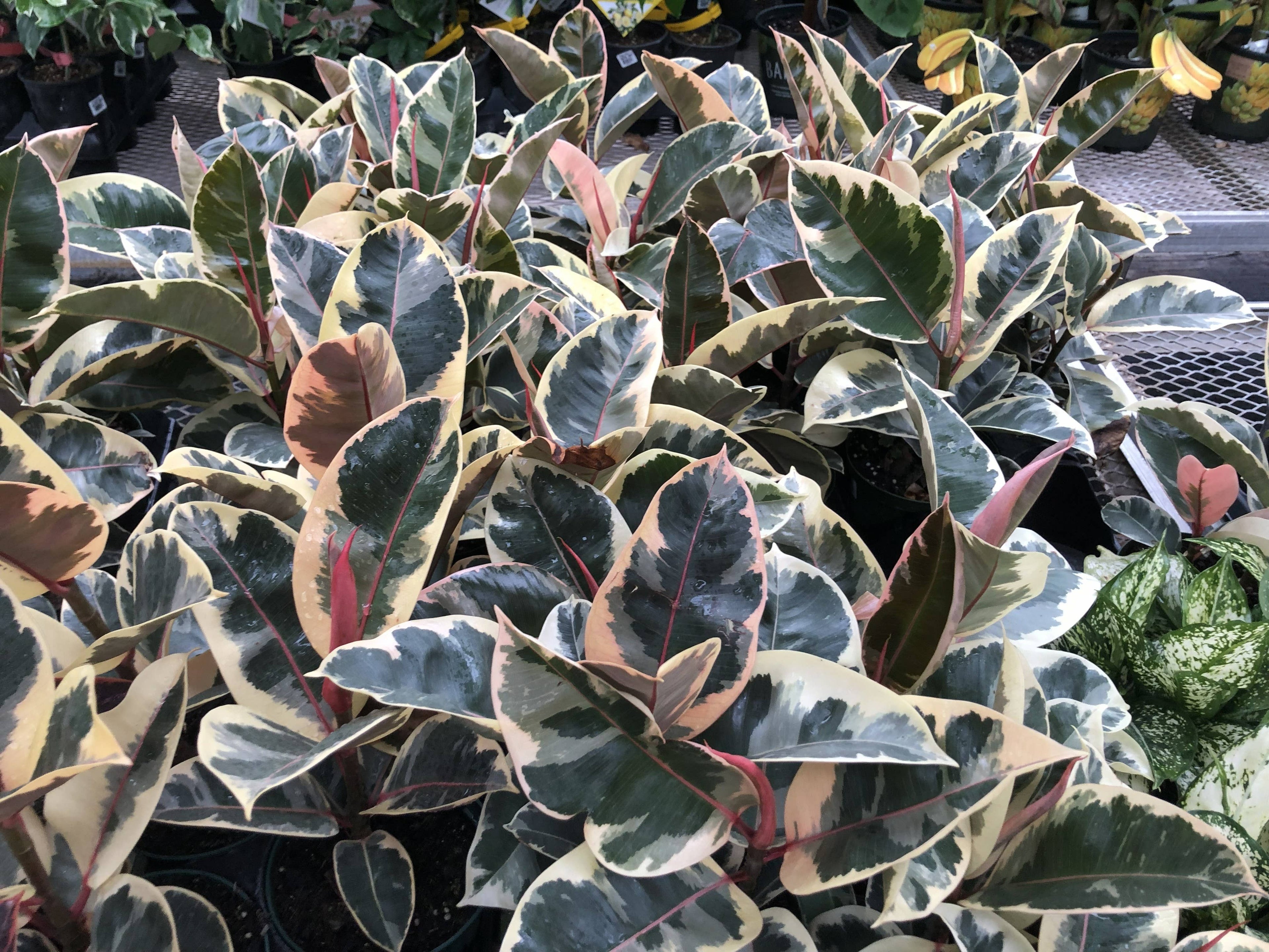 6" Ficus Elastica Rubber Tree assortment