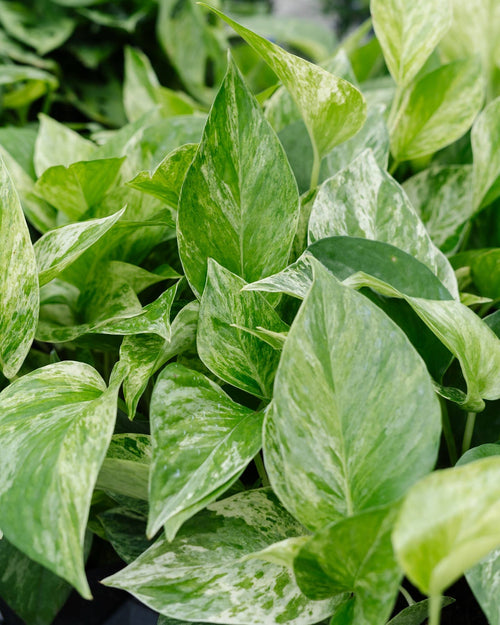 4" Pothos Assorted