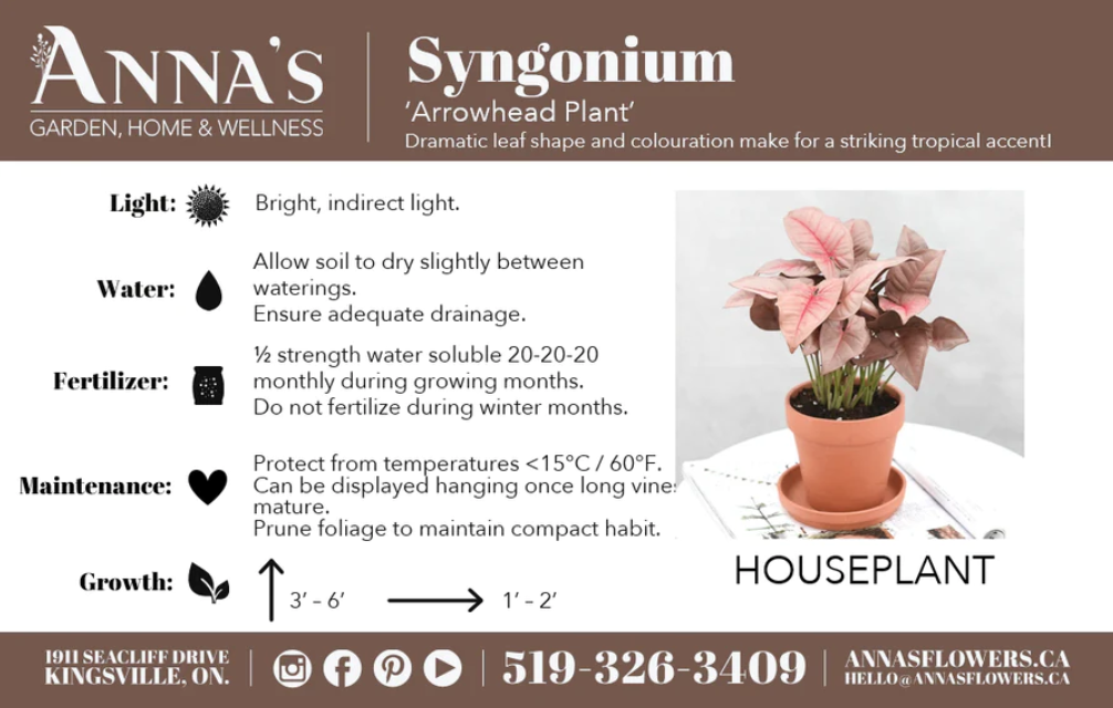 4" Syngonium Pink