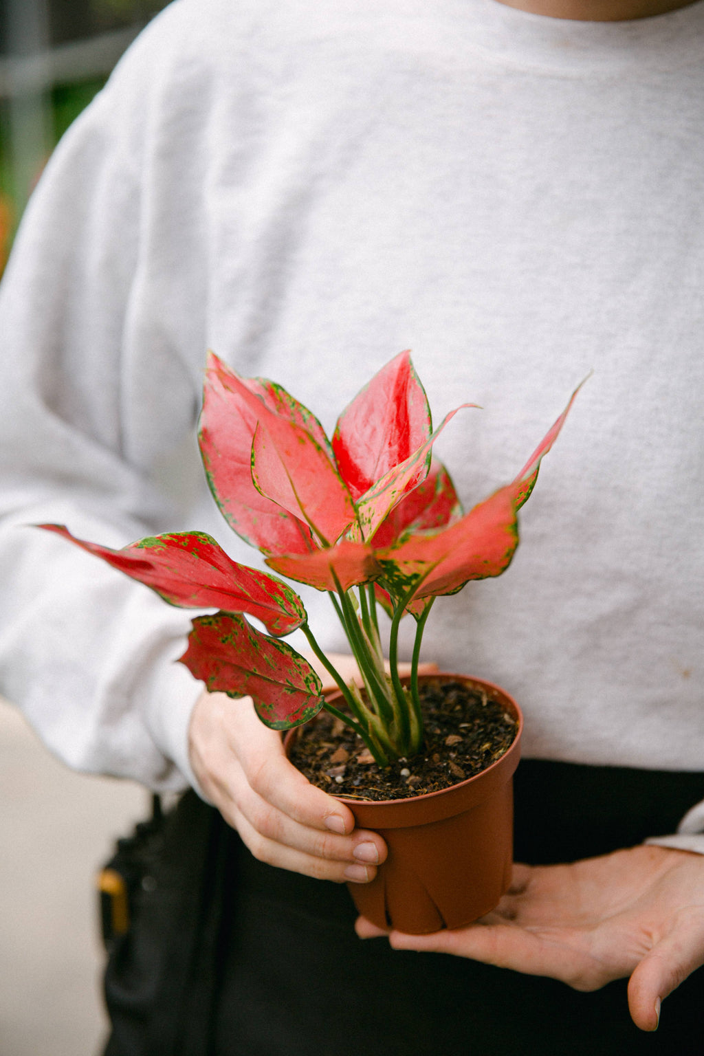 4" Aglaonema Rubi Red