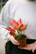 4" Aglaonema Rubi Red