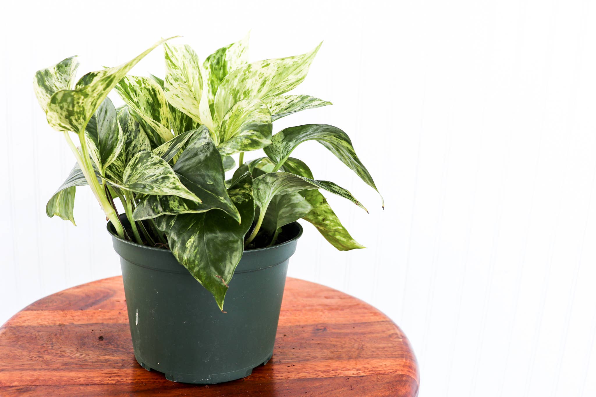 6" Pothos Assorted
