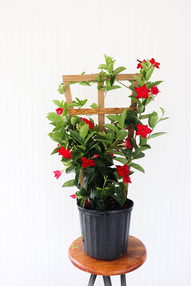 10" Mandevilla