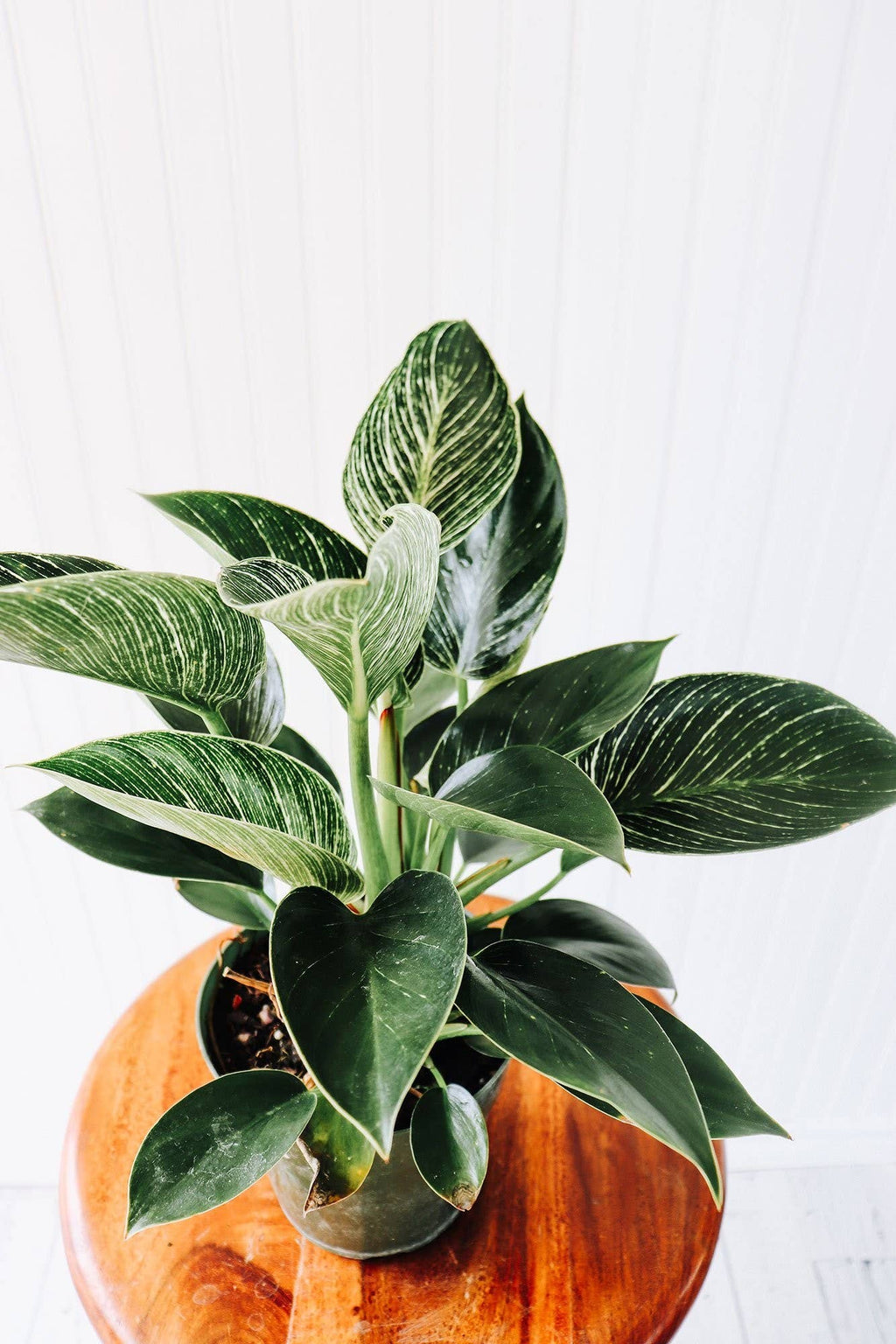 6" Philodendron Birkin