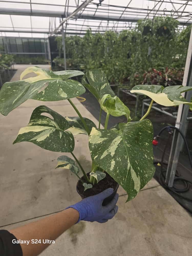 6" Monstera Thai Constellation