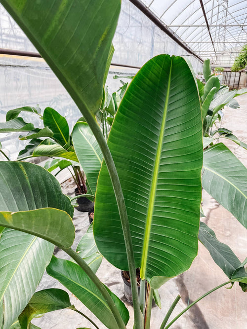 10" White Bird of Paradise