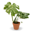6" Monstera Thai Constellation