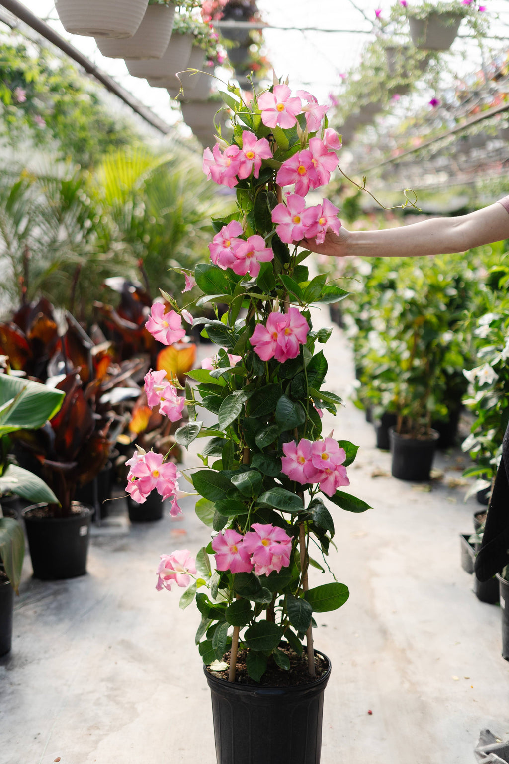10" Mandevilla