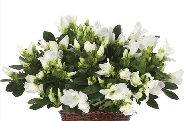 6" Azalea Bush (Multiple Colours)