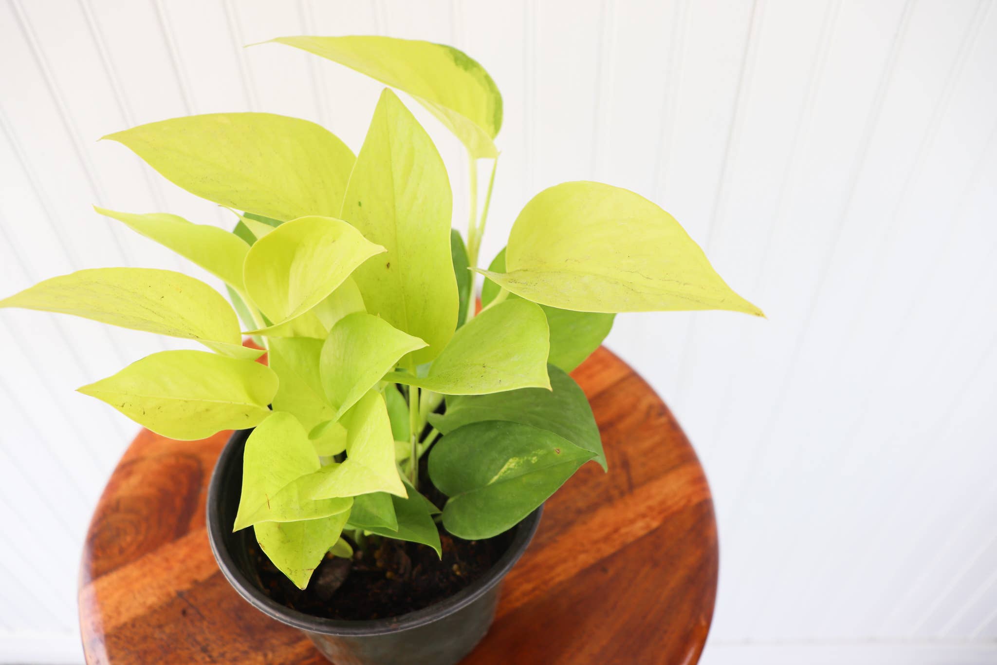 6" Pothos Assorted