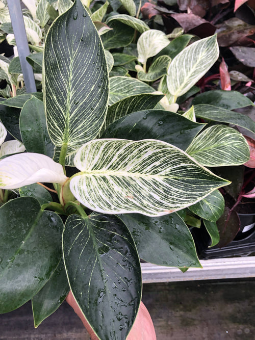 6" Philodendron Birkin