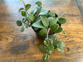 Hoya Mathilde Splash