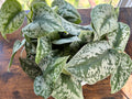 Silver Satin (Scindapsus) large hanging basket