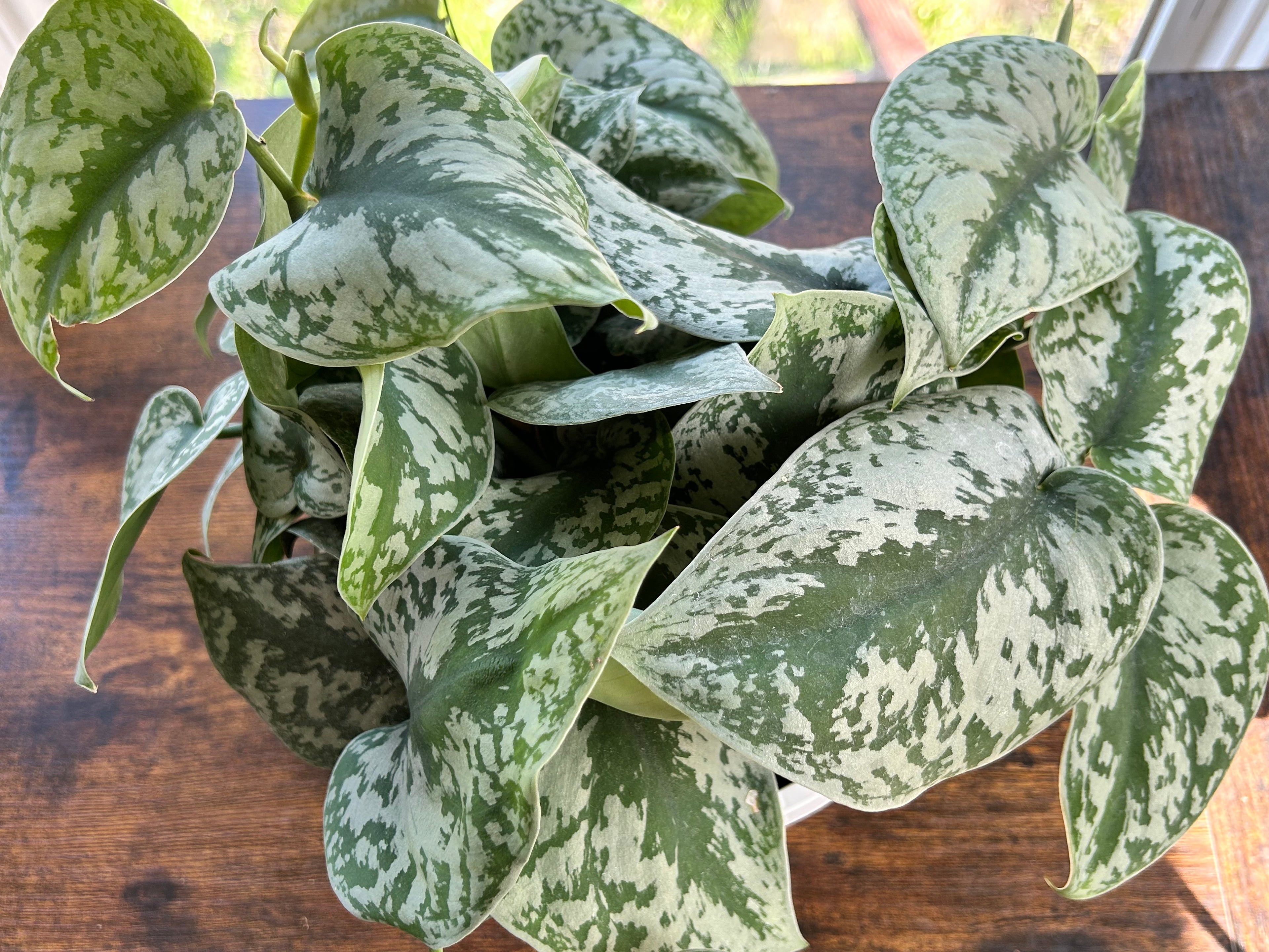 Silver Satin (Scindapsus) large hanging basket