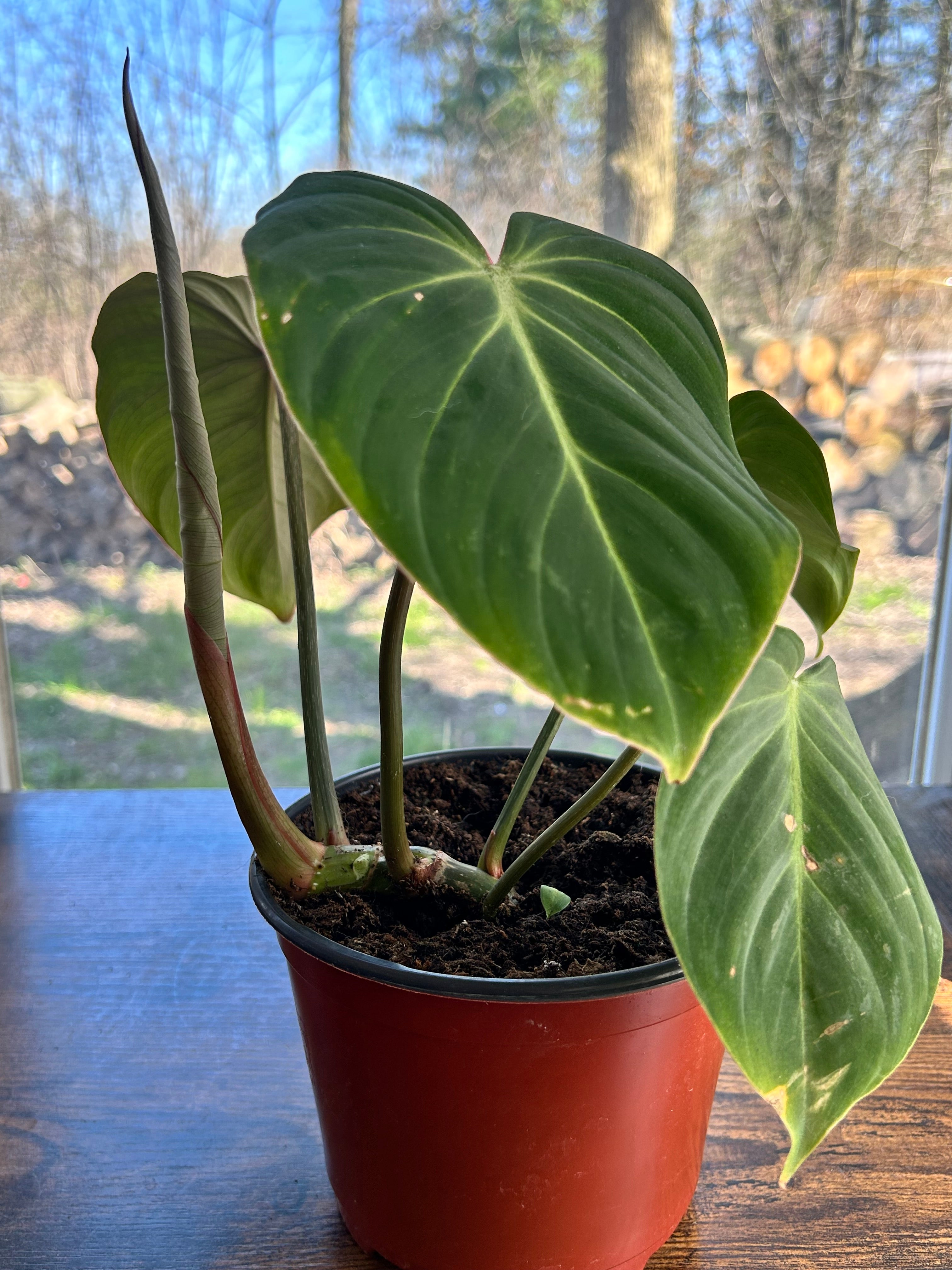 Philodendron Gloriosum
