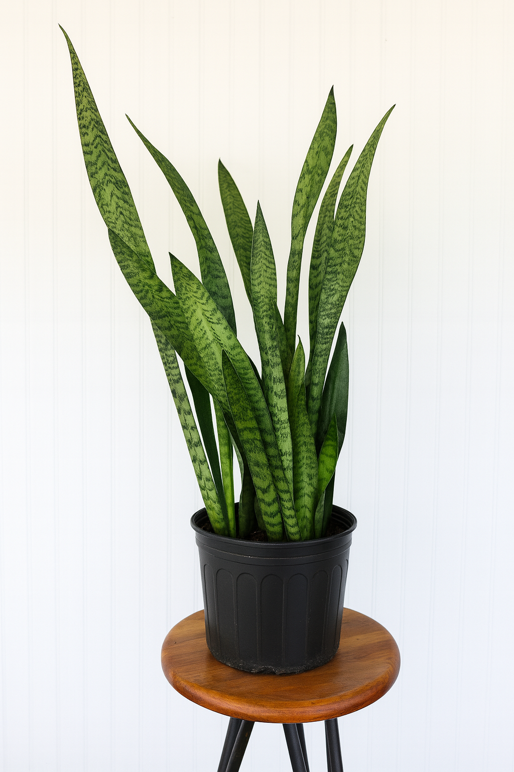 10" Sansevieria | Snake Plant