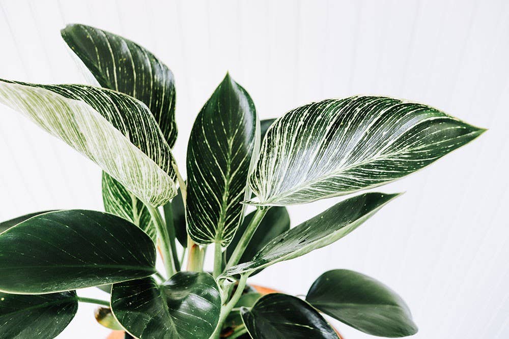 6" Philodendron Birkin