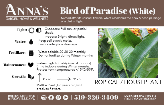 10" White Bird of Paradise