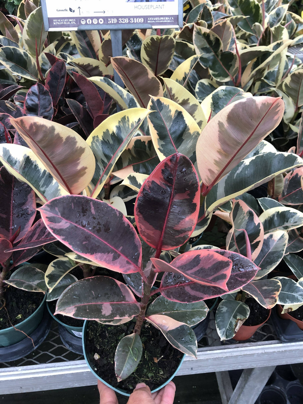 6" Ficus Elastica Rubber Tree assortment