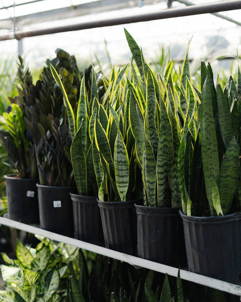 10" Sansevieria | Snake Plant
