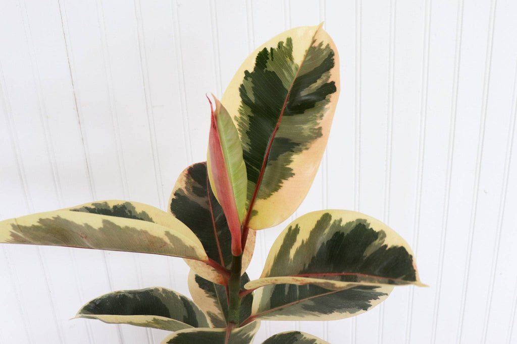 6" Ficus Elastica Rubber Tree assortment