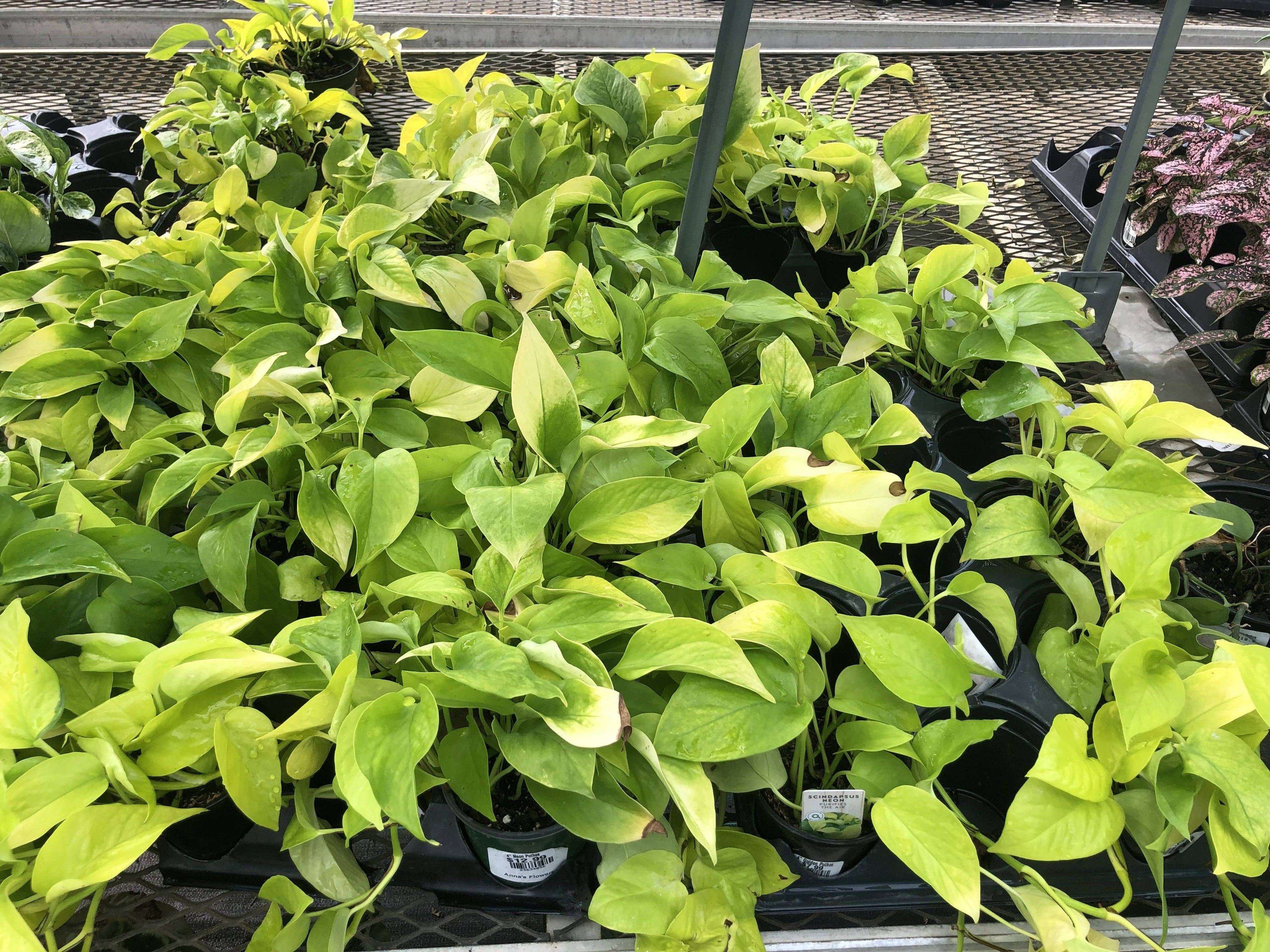 4" Pothos Assorted