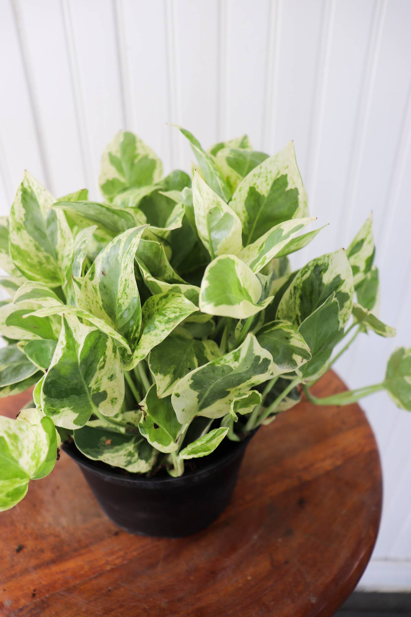 6" Pothos Assorted