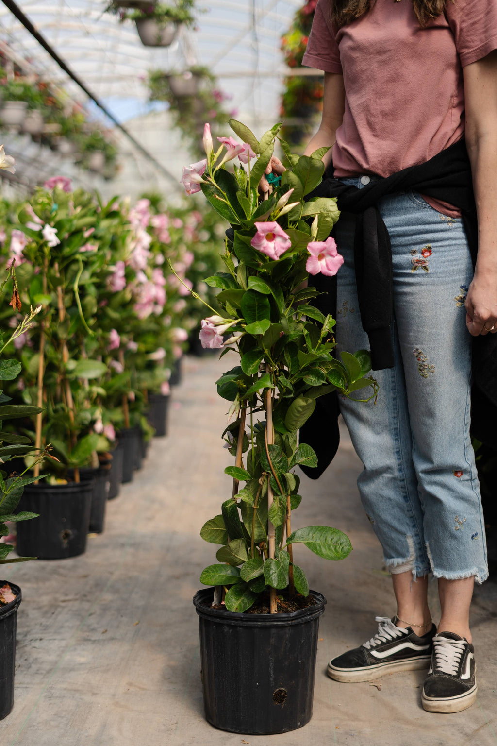 10" Mandevilla